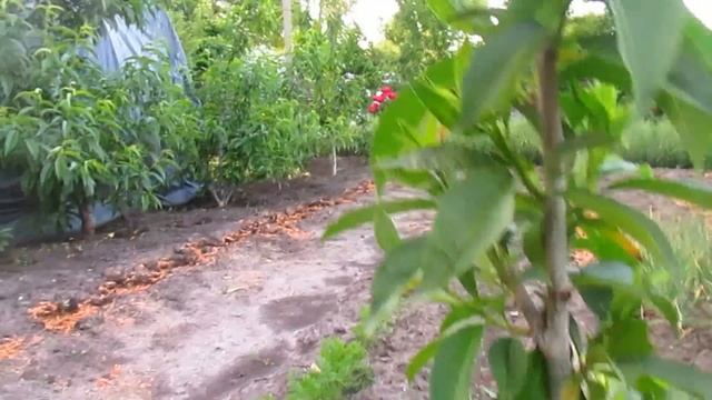 ФОРМИРОВКА ПЕРСИКА КОЛОННОЙ . Часть 1