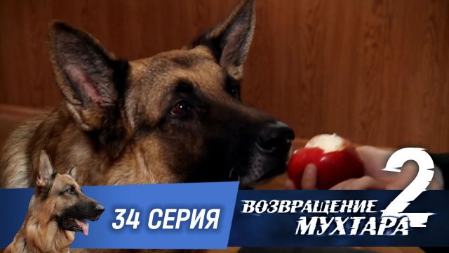 «Возвращение Мухтара — 2». 34 серия. «Сладкая жизнь»
