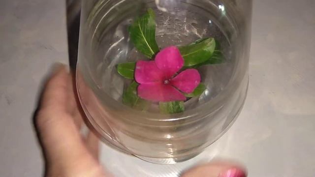 Бальзамин или Ванька мокрый укоренение черенка в сентябре