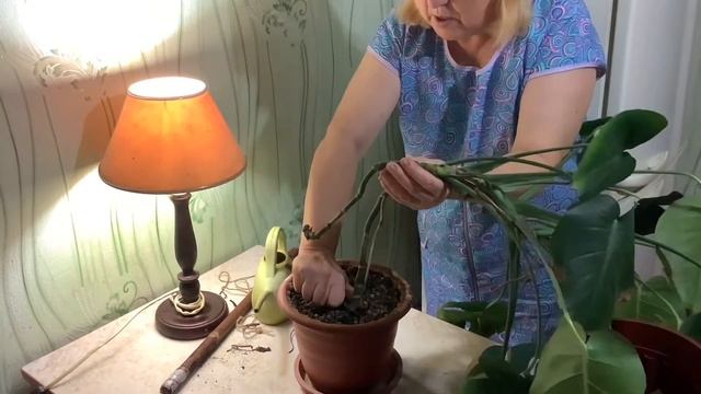 Как я пересаживаю монстеру. Почему нельзя в большой горшок.