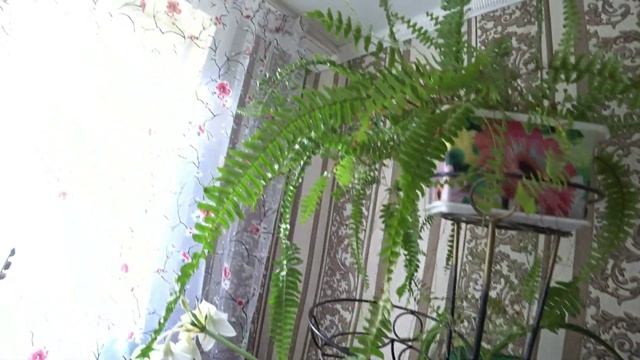 Комнатные растения /обзор.