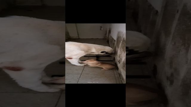 мои питомцы
