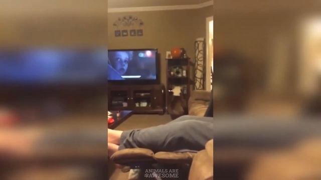 Английский Бульдог - Смешные Бульдоги Видео - Приколы с Бульдогами/Amazing Funny Bulldog Video