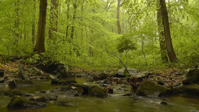 Sounds of Nature, Birdsong and Piano, for Relaxation, Sleep, Meditation. Relaxation 3 hours