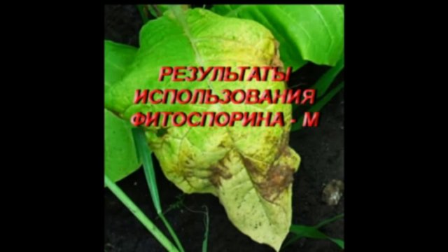ФИТОСПОРИН , его применение , результат использования