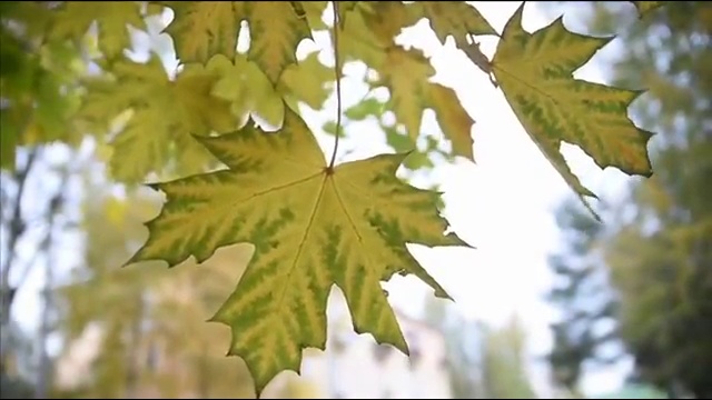 Стас Михайлов - Стриптиз (Танцует осень) 2015г