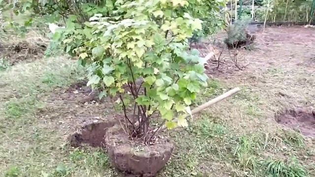 Пересадка и деление взрослого куста смородины