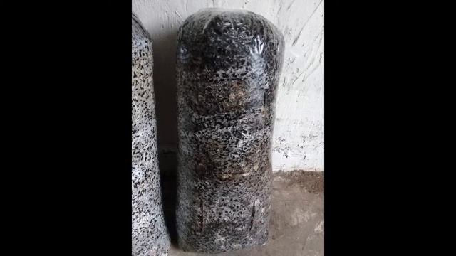 Пакеты для грибов Вешенка