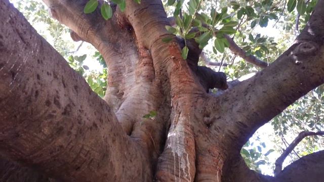 Ficus Gigant - Ficus rubiginosa HD 04
