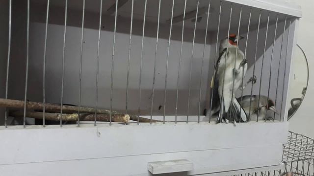 ловля певчих птиц