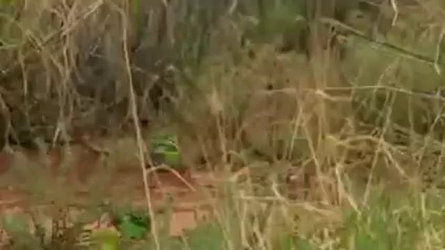 ВОЛНИСТЫЕ ПОПУГАИ В ДИКОЙ ПРИРОДЕ