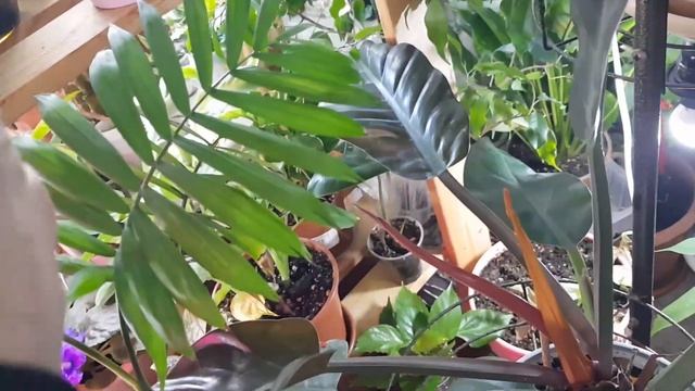 Дом в цветах// Обзор комнатных цветов в гостиной. Июль. ч.2.