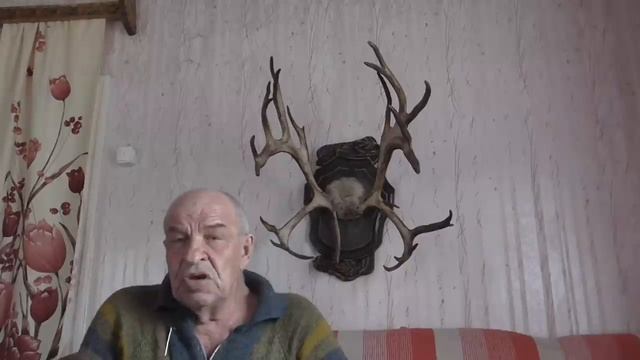 Куда исчезают в тайге оленьи рога