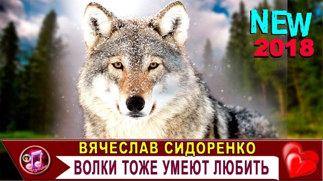 ВОЛК ОБАЛДЕННАЯ ПЕСНЯ до СЛЁЗ !!! Вячеслав СИДОРЕНКО