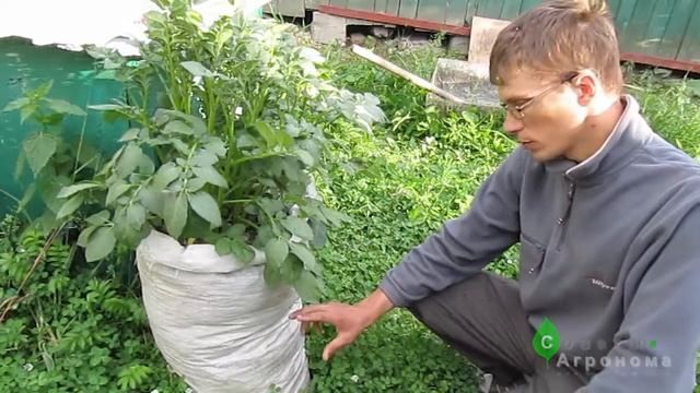 Выращивание картофеля в мешках