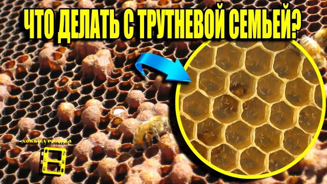 КАК ИСПРАВИТЬ ТРУТНЕВУЮ СЕМЬЮ? ОПАСНОСТЬ ПЧЕЛ ТРУТОВОК. ДЛЯ НАЧИНАЮЩИХ ПЧЕЛОВОДОВ 20-21