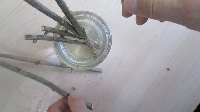 Черенкование смородины зимой