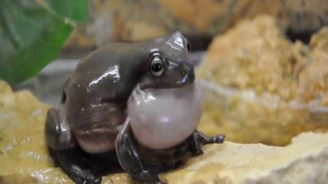 litoria caerulea male singing