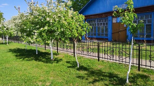 Яблони цветут