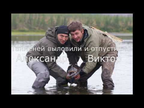 Три Тайменя