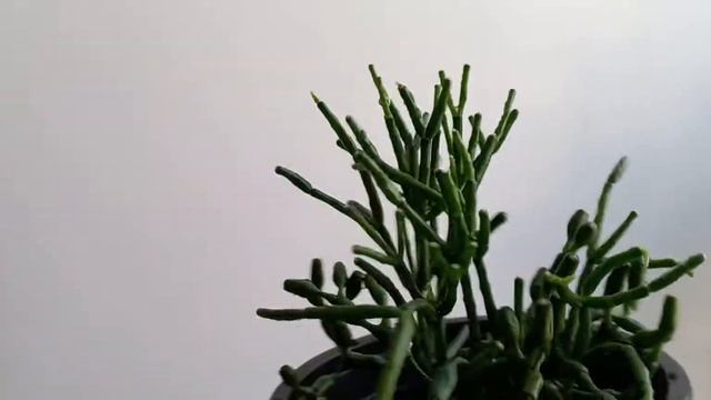 ХАТИОРА. Способы укоренения.Ищу лучший!