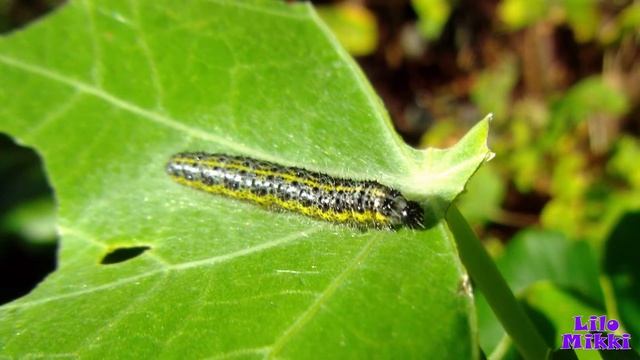 Гусеница это будущая бабочка? Не может быть. Как появляется бабочка?