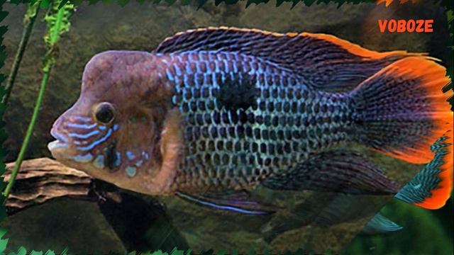 Акара Бирюзовая. Содержание, совместимость, разведение в аквариуме.