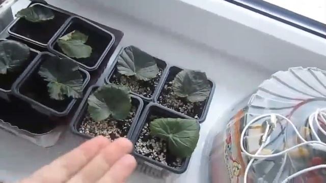 УХОД за БЕГОНИЕЙ ЭЛАТИОР ЗИМОЙ. БЕГОНИЯ отцвела, что делать? BEGONIA ELATIOR
