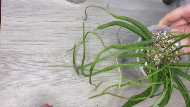 Драконий фрукт через год // Dragon Fruit Growth Progress // Прогресс роста за 1 год