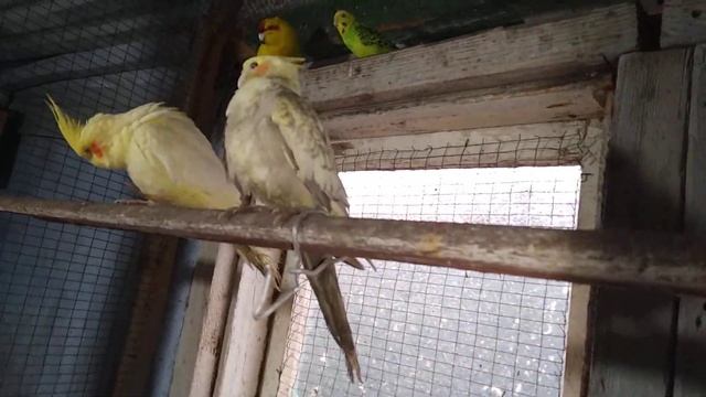 Как определить пол корелл.