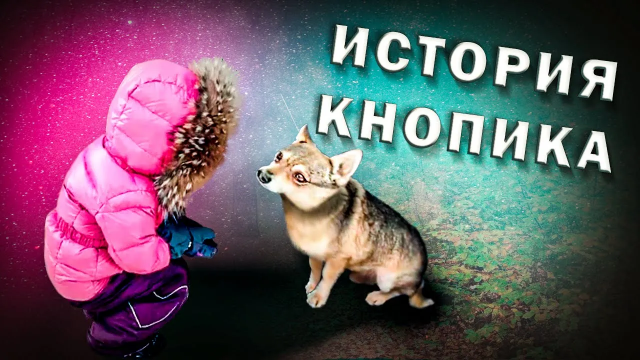 VLOG_ Как начиналась история Кнопика. И чем все закончилось.