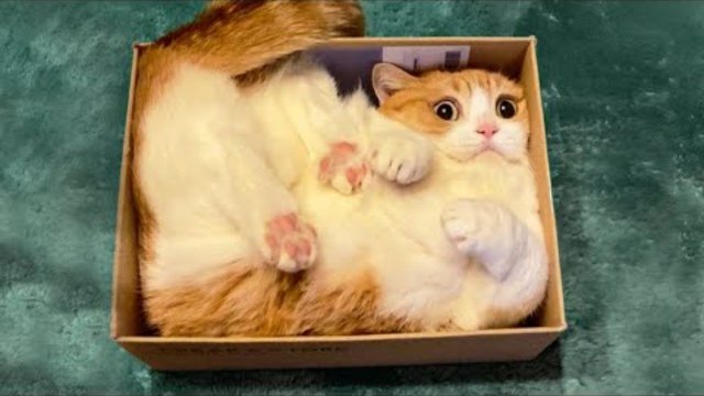 Жизнь домашних животных #4