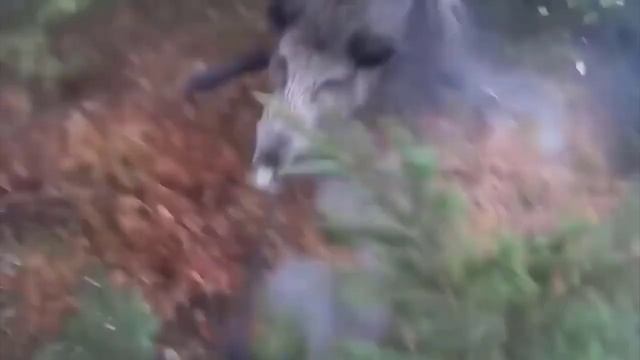 ТОП - 5 самых огромных кабанов пойманных на охоте. Самые огромные секачи и боровы в мире.