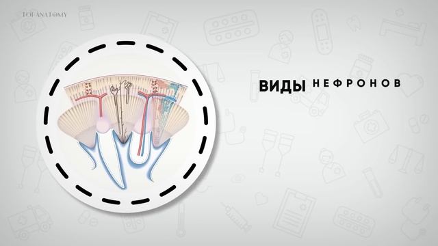 Анатомия и физиология почек. Нефрон