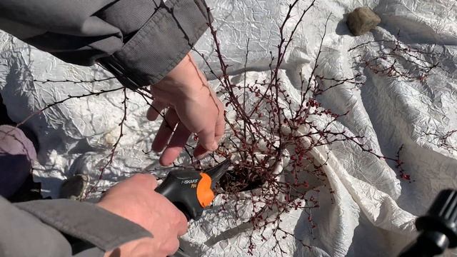 Обрезка барбариса на примере барбариса тунберга. Омоложение куста.