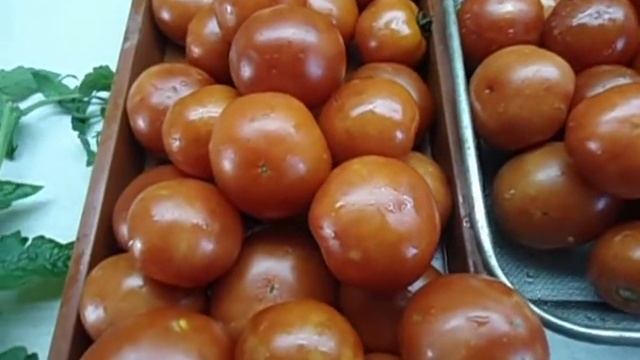 ТОМАТ ЖАРОСТОЙКИЙ ПРЕКРАСНО ПЕРЕНОСИТ И ХОЛОД И ЖАРУ. Ольга Чернова.