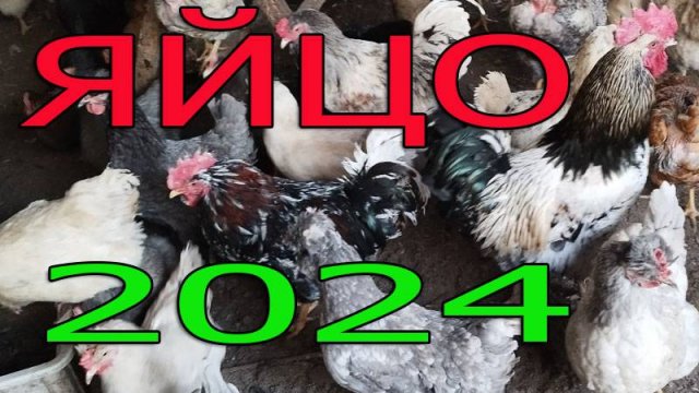 Инкубационное яйцо 2024