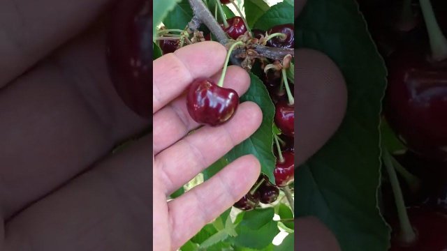 черешня сорта Аннушка