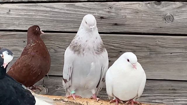 Николаевские голуби Трубицына Александра 2024