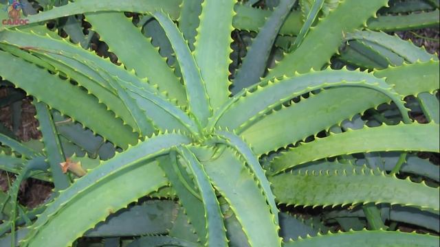 Как убрать мешки под глазами? ✅5 способов убрать мешки под глазами в домашних условиях