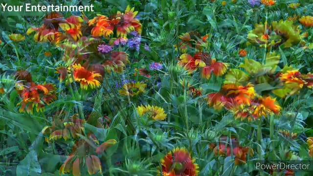 So beautiful flowers blooming ❤️❤️#