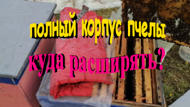 Полный корпус пчелы. Куда расширять Постановка второго корпуса
