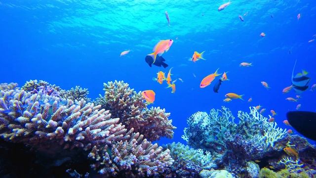 The Colors of the Ocean 4K Octopus, Underwater Wonders + Relaxing Music  4K Relaxation Video