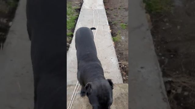 Кане корсо ,строительство вольера