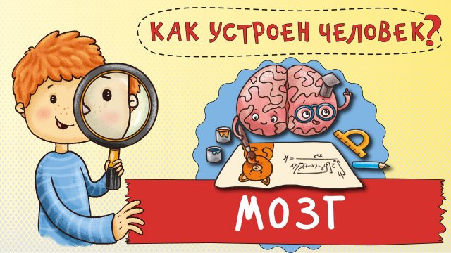 Как устроен человек. Как работает твой мозг? Тело человека. НаучПок.