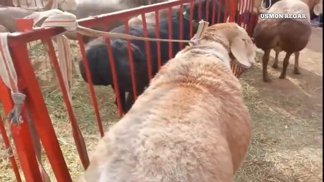 выставка гисарсикий овцы  в Киргизии Гиссарской  кучкари 185кг