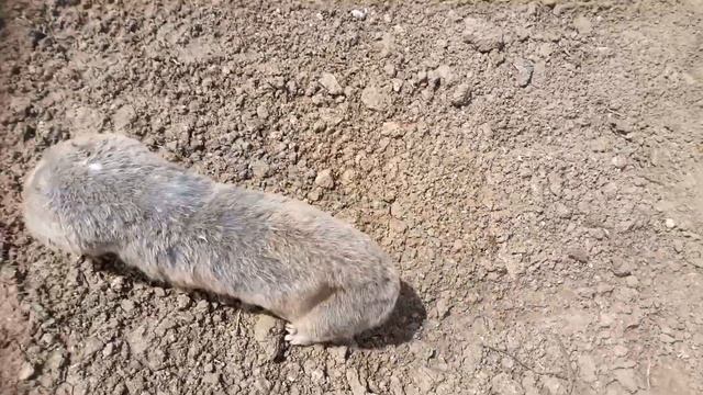 Крот в Николаеве (думал крот, а это слепыш)