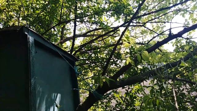 Расстановка пчелиных ловушек,Как поймать рой,Где ставить ловушки,Как приманить рой пчел,Пчеловодств