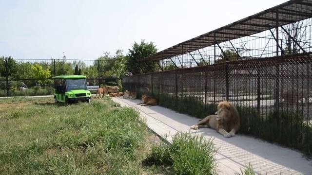 Львицы Стерва и Азиза ищут защиту у Дейла !