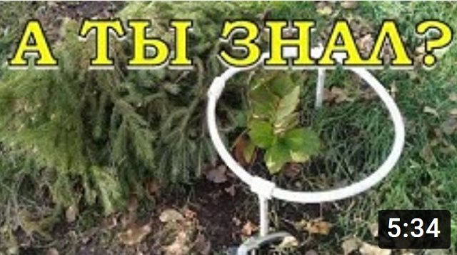 Укрываем ГОРТЕНЗИЮ на зиму: ПРОСТО и НАДЕЖНО